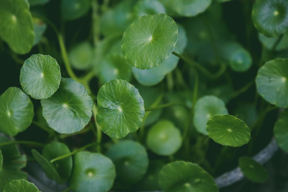 fresh centella asiatica gotu kola leaves on a table
